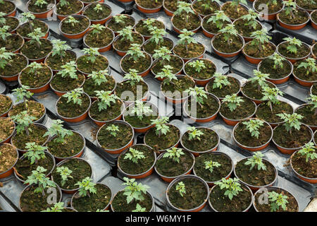 Reihen von Töpfen mit jungen Sämlingen von Tomaten wachsen im Gewächshaus Stockfoto