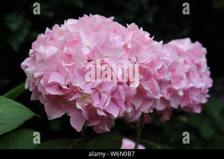 Schöne Pale Pink Hydrangea macrophylla Blütenkopf, draußen, gegen eine natürliche dunklen Hintergrund. Auch als Hortensia bekannt. Stockfoto