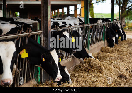 Ansicht der modernen Bauernhof Scheune mit melken Holstein Kühe Heu Essen vom "Manger Stockfoto