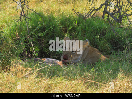 Löwe Löwin weiblich, Panthera leo, mit toten Impala töten in schattigen begrünten hohl. Blut im Gesicht und Nase. Masai Mara National Reserve Kenia Afrika Stockfoto