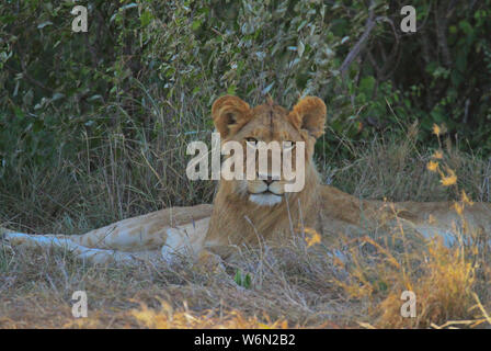 Junger männlicher Löwe Panthera leo, liegen auf dem Boden vor der Kamera und streckte die Hand aus, im Schatten mit Green Bush hinter, vom Stolz umgeben. Masai Mara Reserve Stockfoto