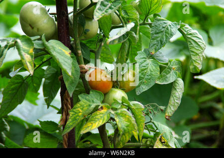 Bio Tomaten Anbau im Garten. Ökologie und Gesundheit - Anbau von Gemüse. Ländliche Szene. Stockfoto