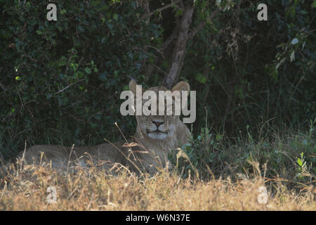 Junger männlicher Löwe Panthera leo, vorwärts in Kamera mit vernarbten Gesicht im Schatten Dark Green Bush hinter sich. Masai Mara National Reserve, Kenia Afrika Stockfoto