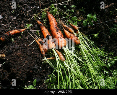 Karotten frisch gepflückte Stockfoto