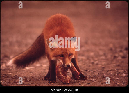 Junge weibliche Fuchs in der Nähe von Galbraith LAKE CAMP RINGEN MIT EINER TÜRKEI HALS - ein HANDOUT AUS DEM LAGER kochen. Füchse, Arktis WEISS, ROT (wie hier gezeigt), und Kreuz (schwarz braun und silber Kombination) Gefunden auf der gesamten Strecke von der Prudhoe Bay nach VALDEZ Stockfoto