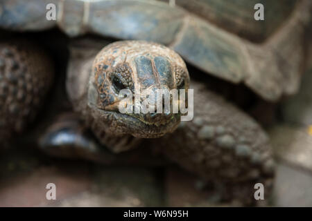 Riesige Seychellen Schildkrötenporträt nahe Sansibar Gefängnisinsel Stockfoto