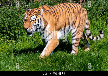 Tiger in der Wiese Stockfoto