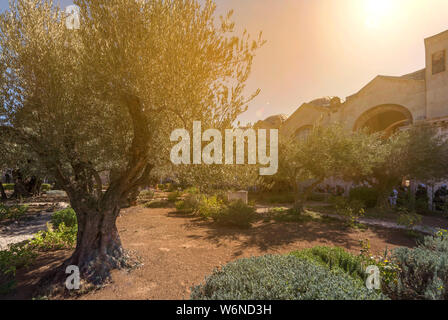 Olivenhain im Garten Gethsemane. Jerusalem, Israel Stockfoto