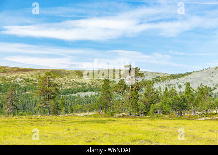 Alte Pinien an einem Berg in der Tundra Stockfoto