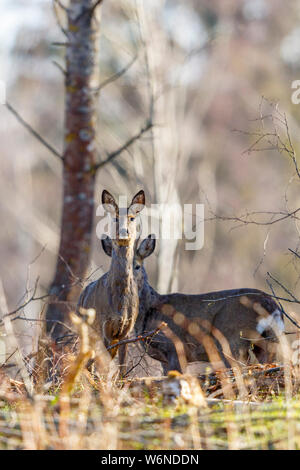 Rehe stehen und an der Kamera in den Wald Stockfoto