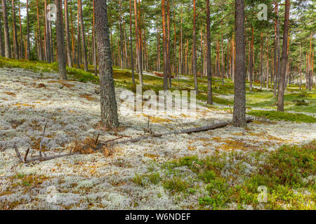 Alte Nadelwald mit Pinien und Flechten auf dem Boden Stockfoto