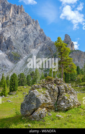 Alte Pinien wachsen auf einem Felsen Stockfoto