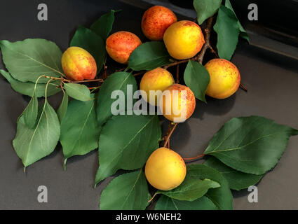Auf einem dunklen Hintergrund Aprikose Zweig mit großen reifen Früchten und grünen Blättern. Stockfoto