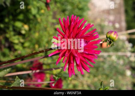 Rosa Dahlie Blüte und Knospen im Garten Stockfoto