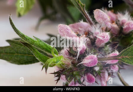 Wertvolle Heilpflanze - motherwort mit Blumen und Blätter auf einem weißen Hintergrund. Stockfoto