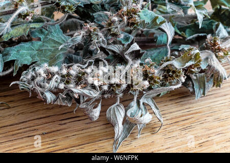 Wertvolle Heilpflanze - motherwort mit getrockneten Blüten und Blätter auf einem weißen Hintergrund. Stockfoto