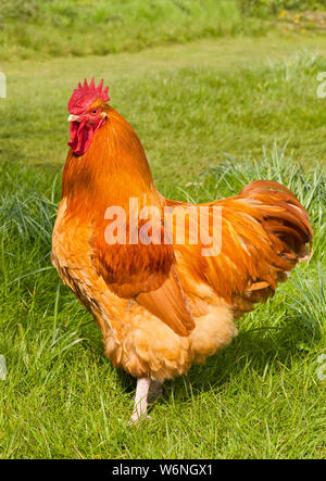 Buff Orpington Hahn Stockfoto