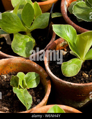 Junge Pflanzen wachsen in Terracotta Töpfen Stockfoto