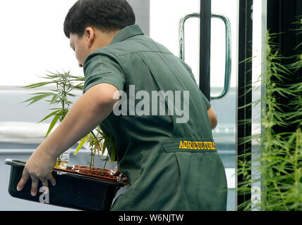 Pathum Thani, Thailand. 02 Aug, 2019. Ein Student trägt ein Fach von Marihuana Baum während einer Presse Studie Tour" die medizinische Verwendung von Cannabis in Thailand", organisiert von der Regierung Public Relations Abteilung an der Medizinischen Cannabis Research Institute, Rangsit Universität in der Provinz Pathum Thani, am Stadtrand von Bangkok, Thailand. Credit: SOPA Images Limited/Alamy leben Nachrichten Stockfoto