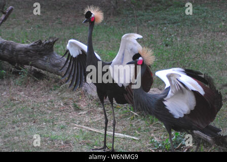 Nahaufnahme von zwei schwarzen gekrönt Krane mit Flügeln öffnen. Während auf Safari in Südafrika fotografiert. Stockfoto