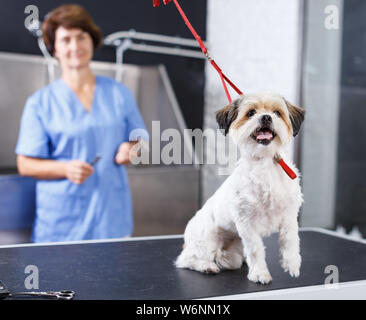 Portrait von süßen Bichon havaneser am Tisch für die Pflege auf dem Hintergrund mit weiblichen groomer in Salon für Hunde Stockfoto