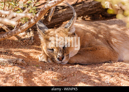 Karakal (Caracal Caracal) Schlafen, Namibia Stockfoto