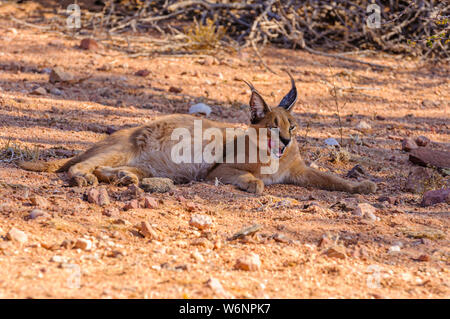 Karakal (Caracal Caracal) leckt seine Gesicht beim Stillstehen, Namibia Stockfoto