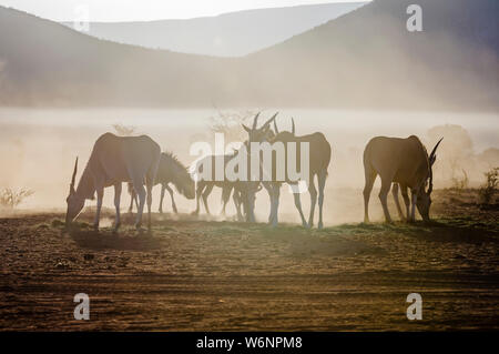 Eland und Blue Wildebeest essen Gras in den frühen Morgenstunden in der Wüste Namib, Namibia Stockfoto