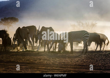 Common Duiker, Mountain Zebra, Blue Wildebeest und Elands essen Gras in den frühen Morgenstunden in der Wüste Namib, Namibia Stockfoto