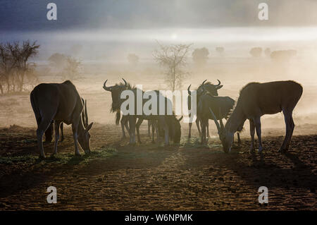 Blue Wildebeest und Elands essen Gras in den frühen Morgenstunden in der Wüste Namib, Namibia Stockfoto
