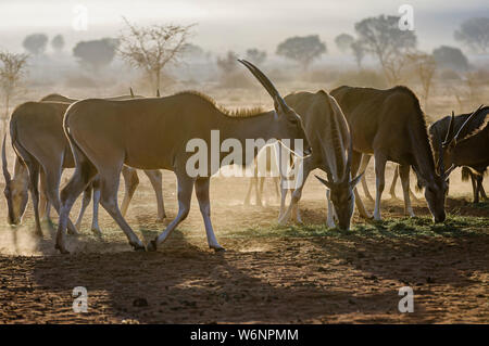 Eland essen Gras in den frühen Morgenstunden in der Wüste Namib, Namibia Stockfoto