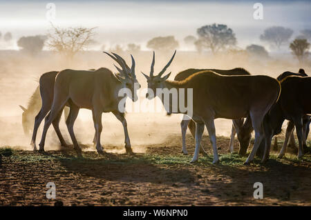 Eland essen Gras in den frühen Morgenstunden in der Wüste Namib, Namibia Stockfoto