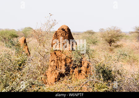 Große Termite Damm in der Kalahari Wüste Stockfoto