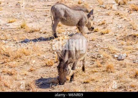 Zwei männliche gemeinsame Warzenschweine, Etosha National Park, Namibia Stockfoto