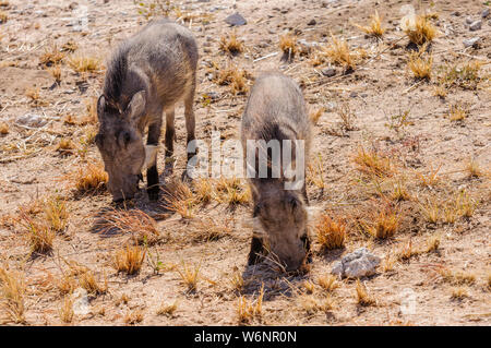 Zwei männliche gemeinsame Warzenschweine, Etosha National Park, Namibia Stockfoto
