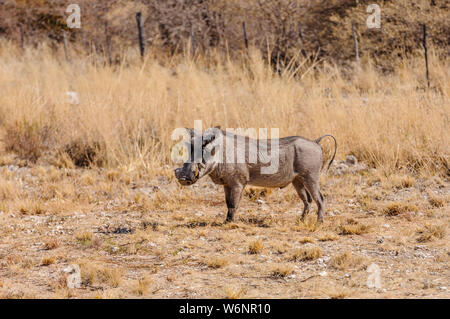 Männliche gemeinsame Warzenschwein, Etosha National Park, Namibia Stockfoto