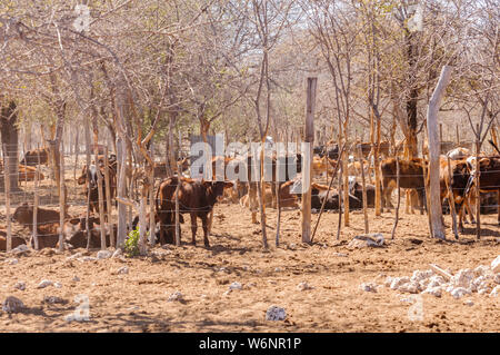 Herde der Afrikanischen langhörnigen Vieh in einem rustikalen Gehäuse, in eine Farm in Namibia Stockfoto