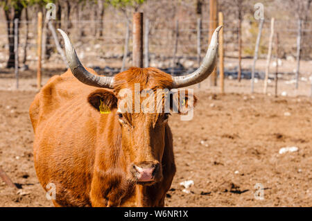 Herde der Afrikanischen langhörnigen Vieh in einem rustikalen Gehäuse, in eine Farm in Namibia Stockfoto