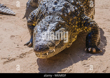 Kopf und Zähne eines femalle Nilkrokodil (Crocodylus niloticus), wie es geht über Sand. Stockfoto