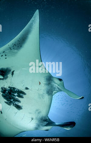 Mikronesien Yap Island Manta Ray Stockfoto