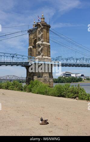 CINCINNATI, OH-13 Jul 2019 - Blick auf die blaue John A. Roebling Suspension Bridge anschließen von Cincinnati, Ohio nach Covington, Kentucky. Stockfoto