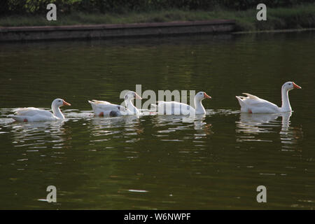 Enten schweben in einem See in einer Reihe, Indien Stockfoto