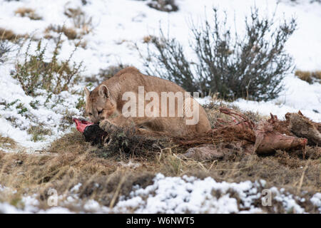 Puma cub Essen ein guanako im Torres del Paine Nationalpark, Chile Stockfoto