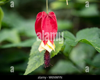 Eine Glocke trailing abutilon Blume, Callianthe megapotamica, Blüten in einem japanischen Garten in Kanagawa, Japan Stockfoto