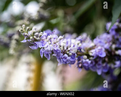 Eine Zeichenkette von lilac keusch Baum Blumen, vitex Angus-Castus, Bloom neben einem Wanderweg im zentralen Teil von Japan. Stockfoto