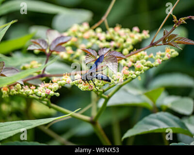 Eine scolia キオビツチバチ oculata, oder Blau - gezahnte Wasp in Japanisch, ruht auf einem Cluster von kleinen bushkiller Blumen und Blüten sowie deren Knospen, cayratia japonica, entlang einer Walki Stockfoto