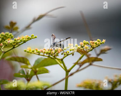 Eine scolia キオビツチバチ oculata, oder Blau - gezahnte Wasp in Japanisch, ruht auf einem Cluster von kleinen bushkiller Blumen und Blüten sowie deren Knospen, cayratia japonica, entlang einer Walki Stockfoto