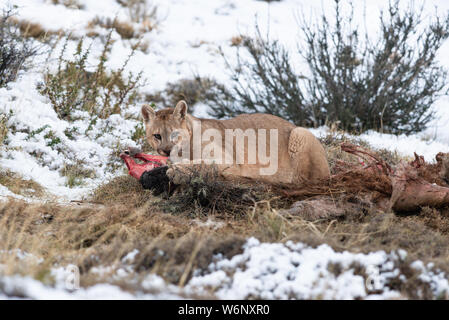 Puma cub Essen ein guanako im Torres del Paine Nationalpark, Chile Stockfoto