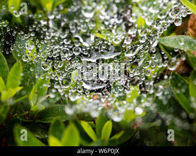 Tröpfchen regen klammern sich an die Fasern von Spiderweb während der langen Japanischen Regenzeit. Stockfoto