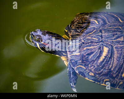 Eine gemeinsame Slider Turtle, trachemys, schwimmt in einem Wassergraben - wie Teich in einem Park in Tokio, Japan. Stockfoto